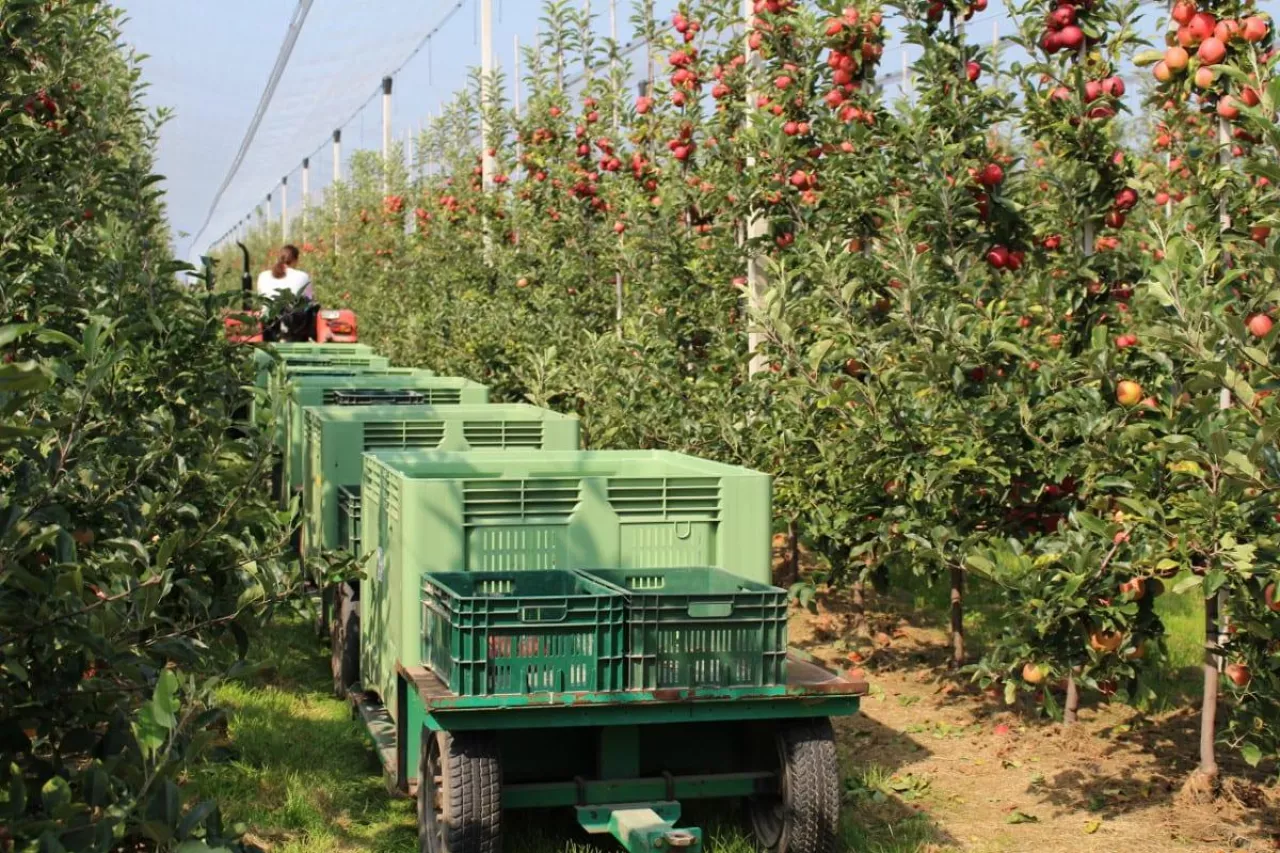 zbiory jabłek w nowej zelandii