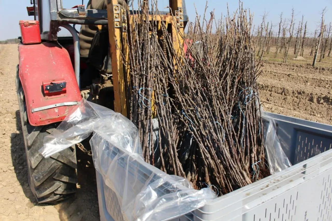 sadzenie drzewek jabłoni 2020