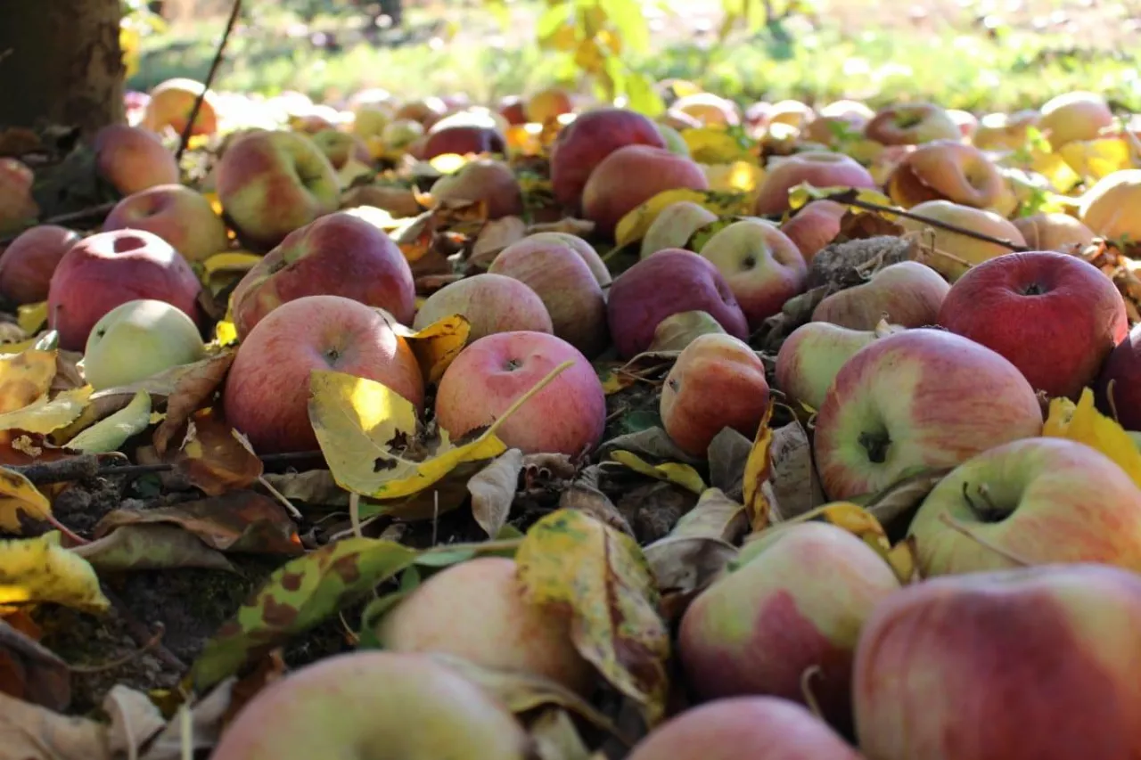 ceny koncentratu jabłkowego