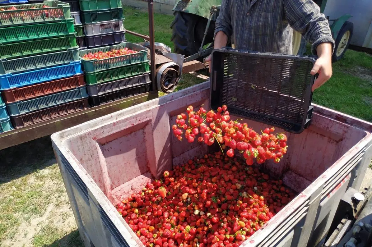 pracownicy sezonowi 2020