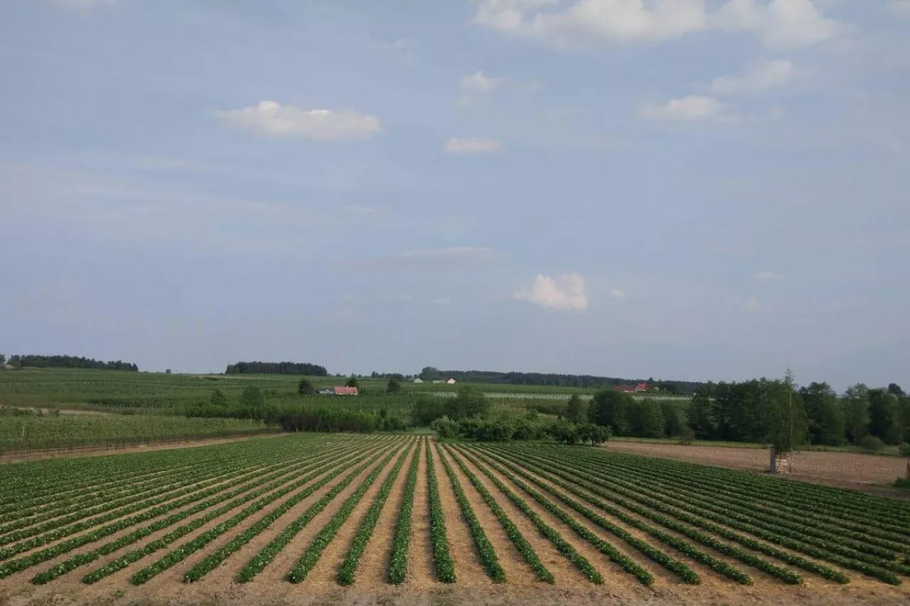 ukraina sprzedaje ziemie