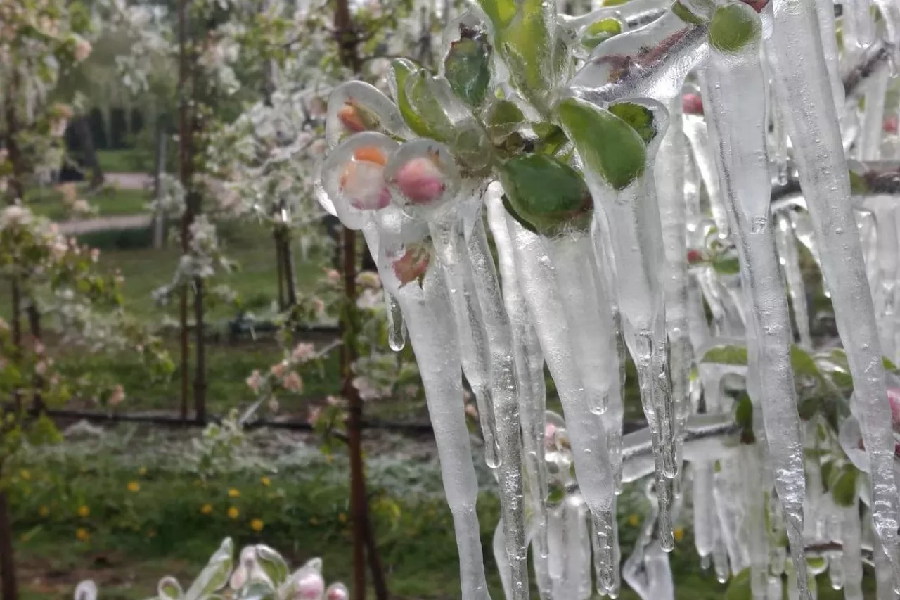 przymrozki w sadach 2020