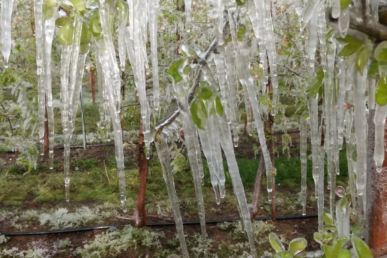 przymrozki 2020 w sadach