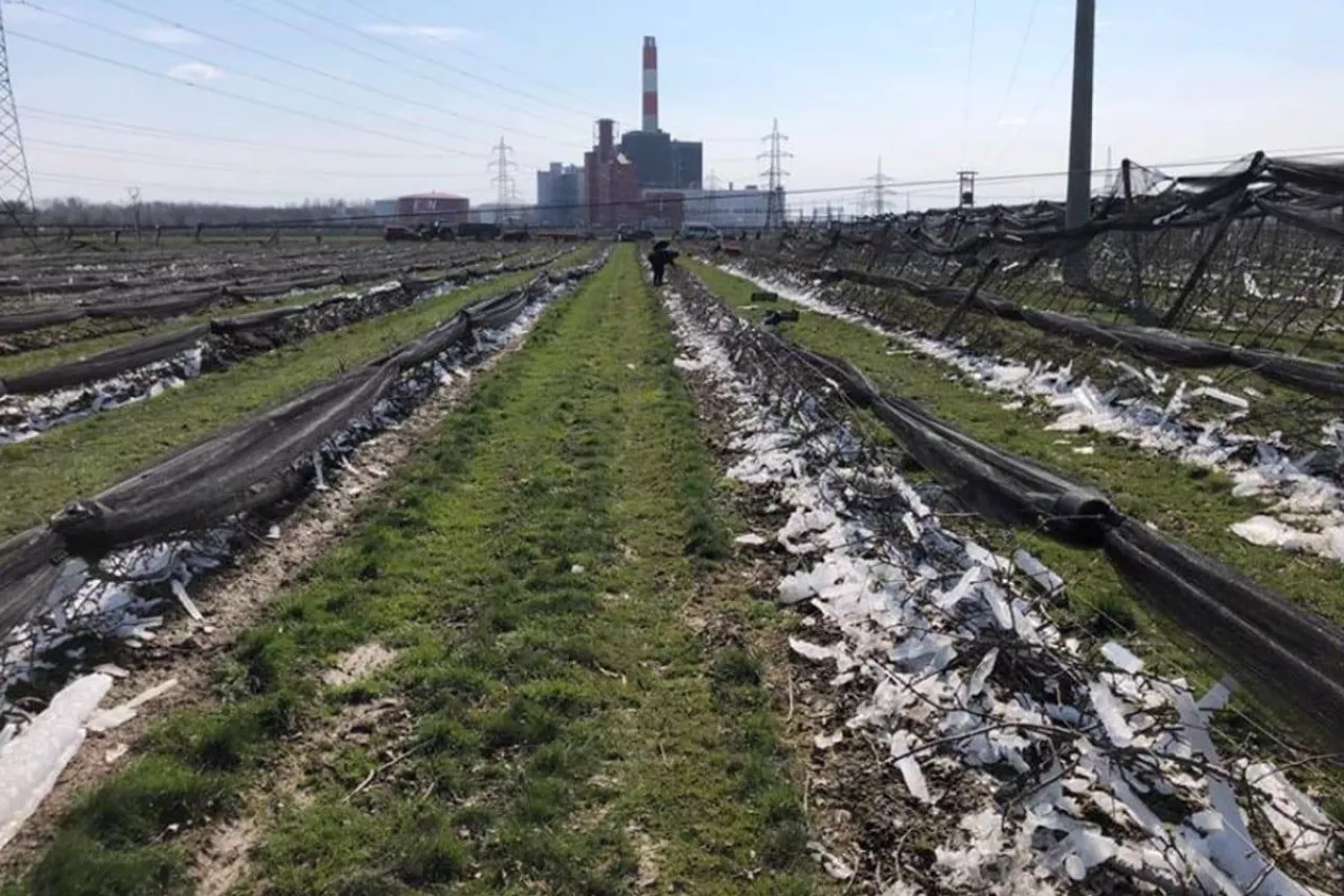 przymrozki 2020 zniszczony sad w austrii