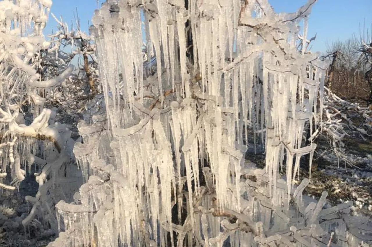 ochrona sadu przed przymrozkami 2020