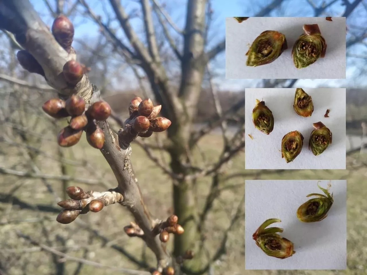 Przemarznięte czereśnie 23-24.03.2020