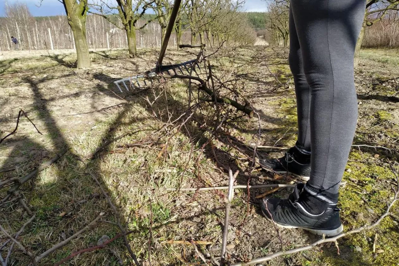 pracownicy sezonowi w sadownictwie