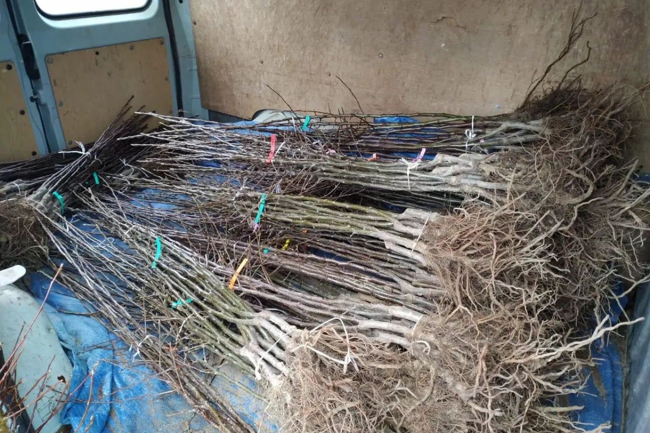 drzewka jabłoni na rynku w białej rawskiej