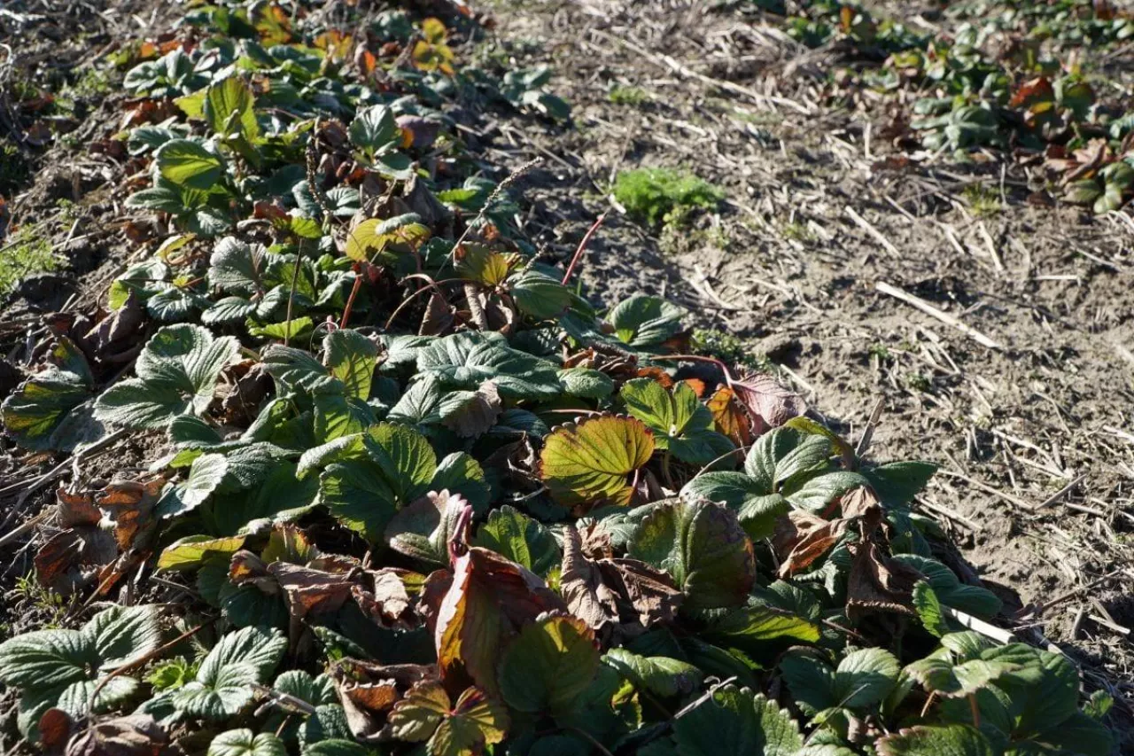 plantacja truskawek przed przymrozkami 2020