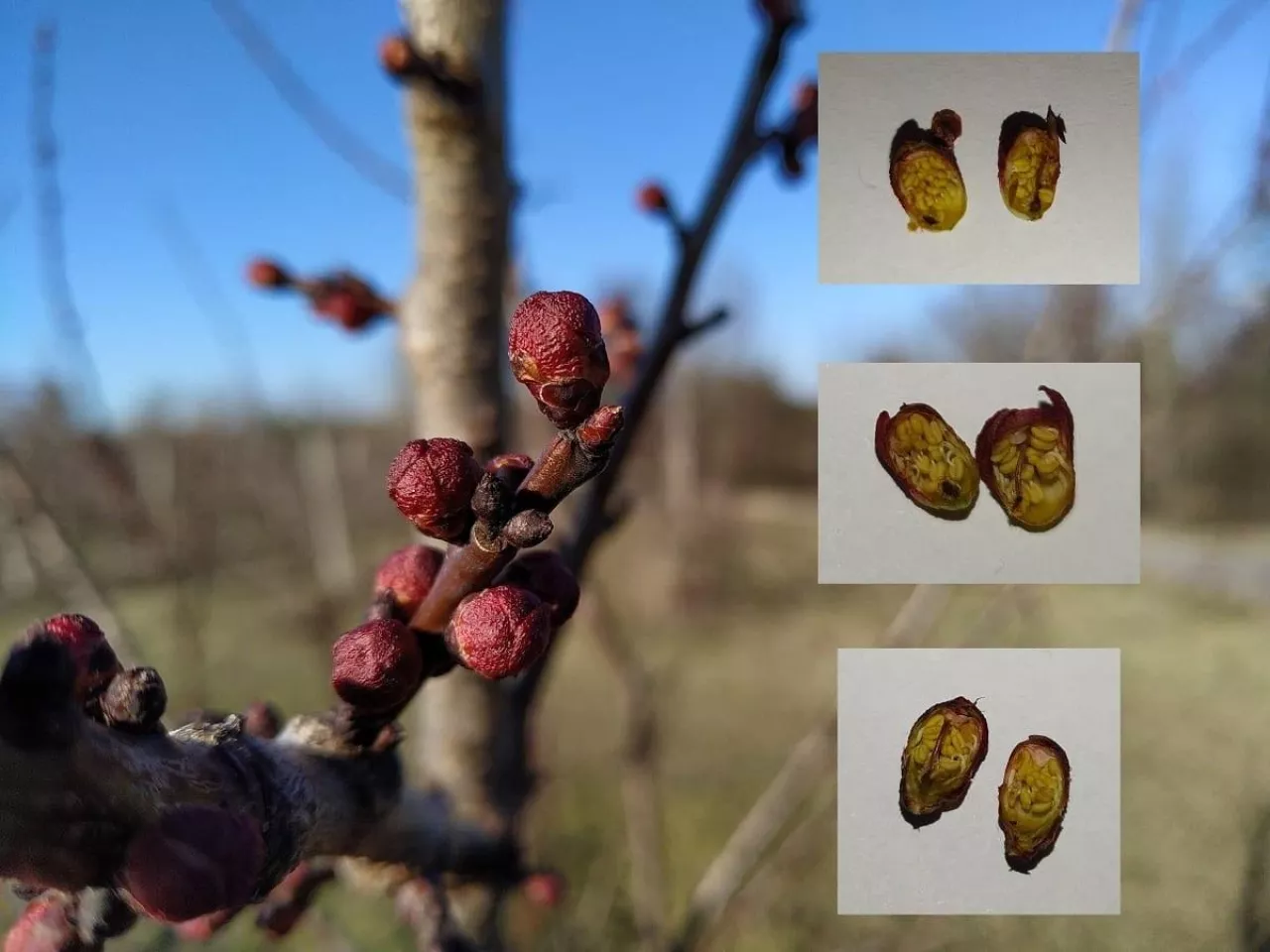 przymrozki 14-15.03.2020 - ucierpiała morela