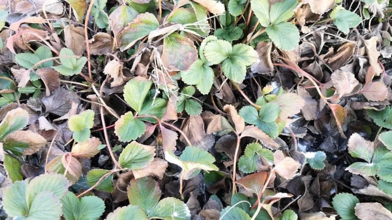 Krzaczki truskawek 13.03.2020