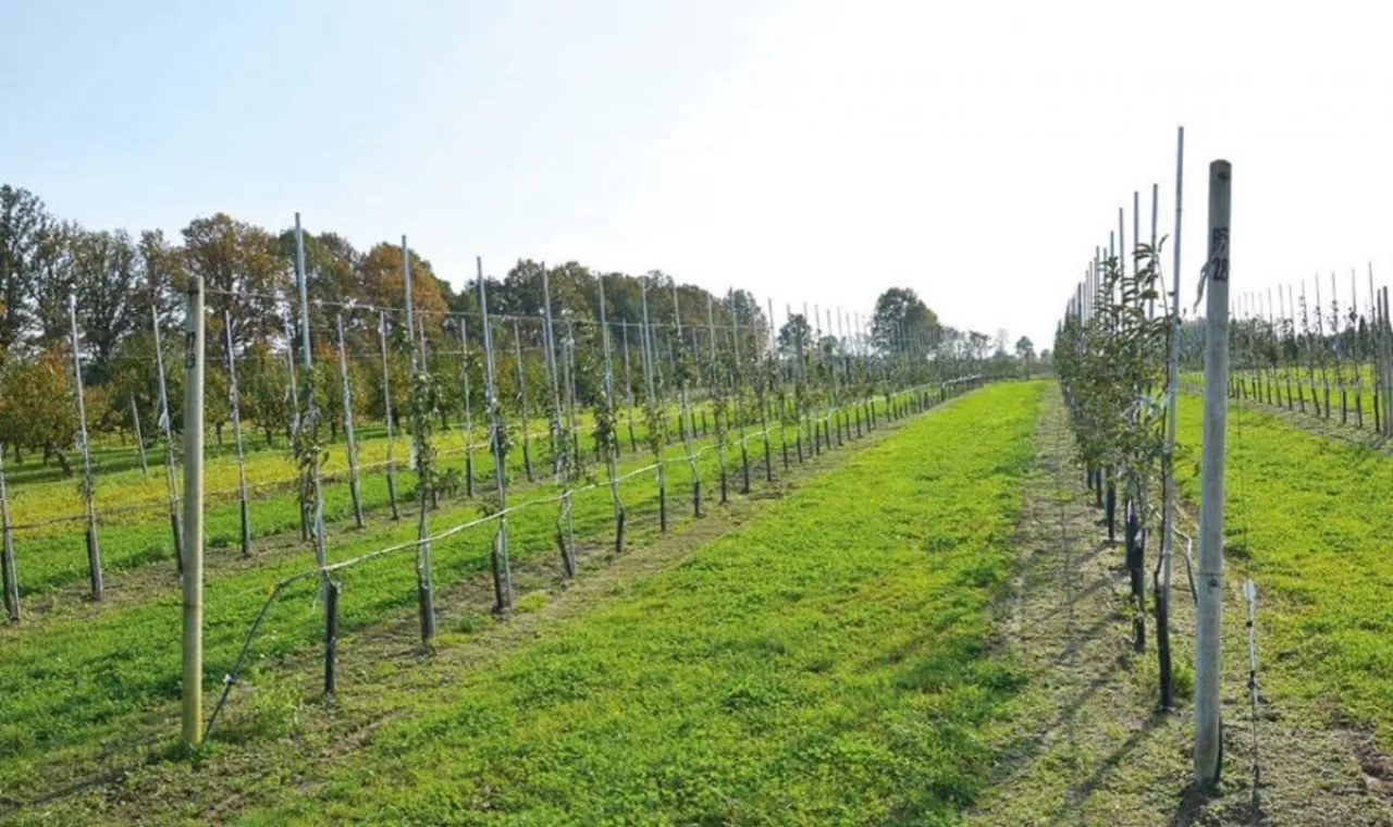 Zdjęcie sadu - MPS Sad 2/2020