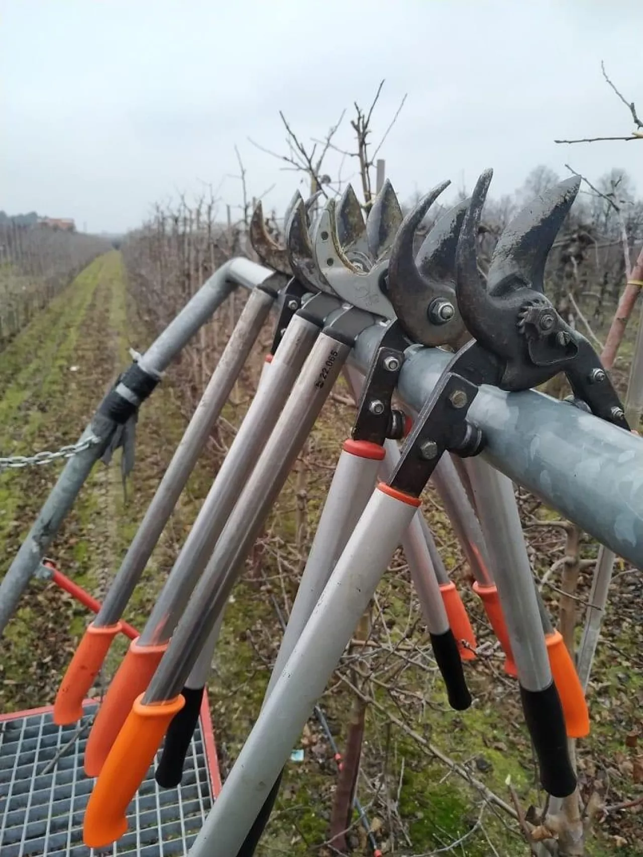 Sad, sekatory - zimowe cięcie drzew owocwych