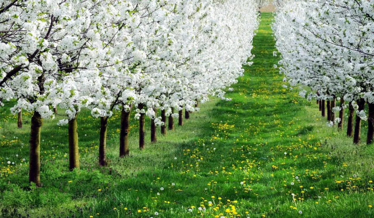 Sad wiosną - Program ratowania i poprawy kondycji roślin sadowniczych wiosną 2020 roku.