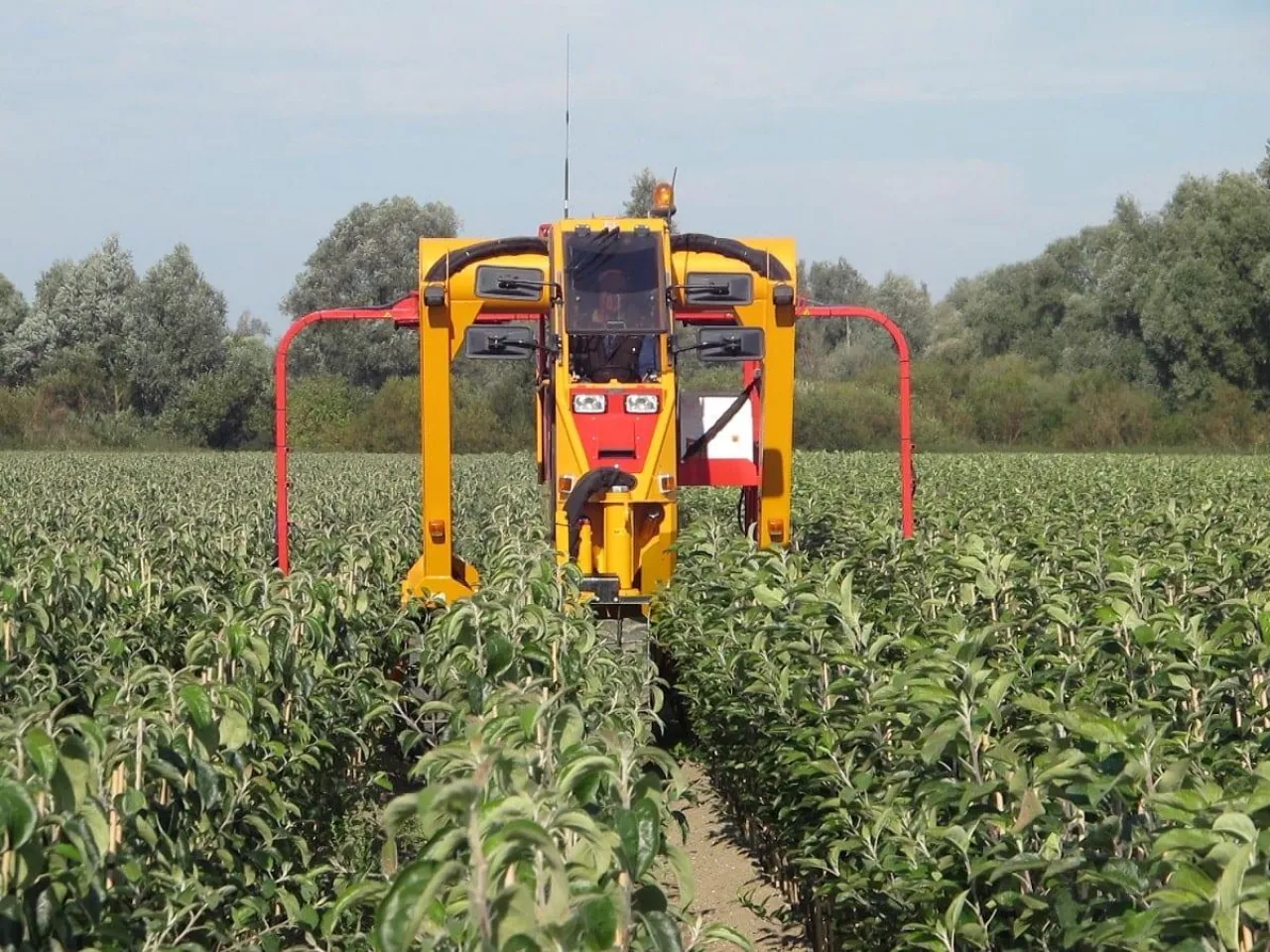 szkółka drzewek owocowych w Holandii