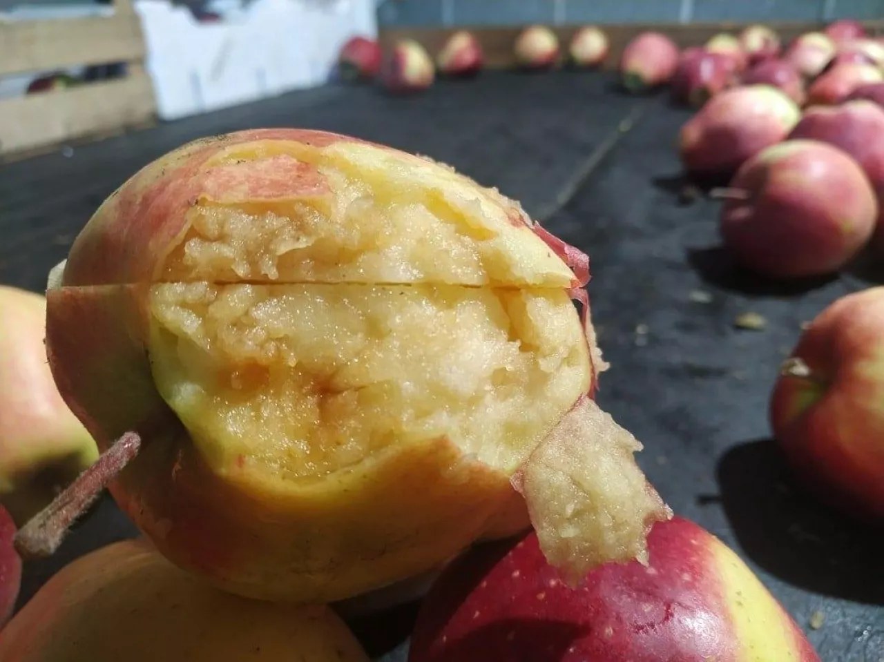 Rozpad starczy - odmiana Gloster