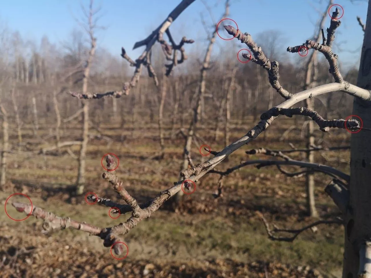 Ilość pąków na jabłoni - odmiana Ligol - styczeń 2020
