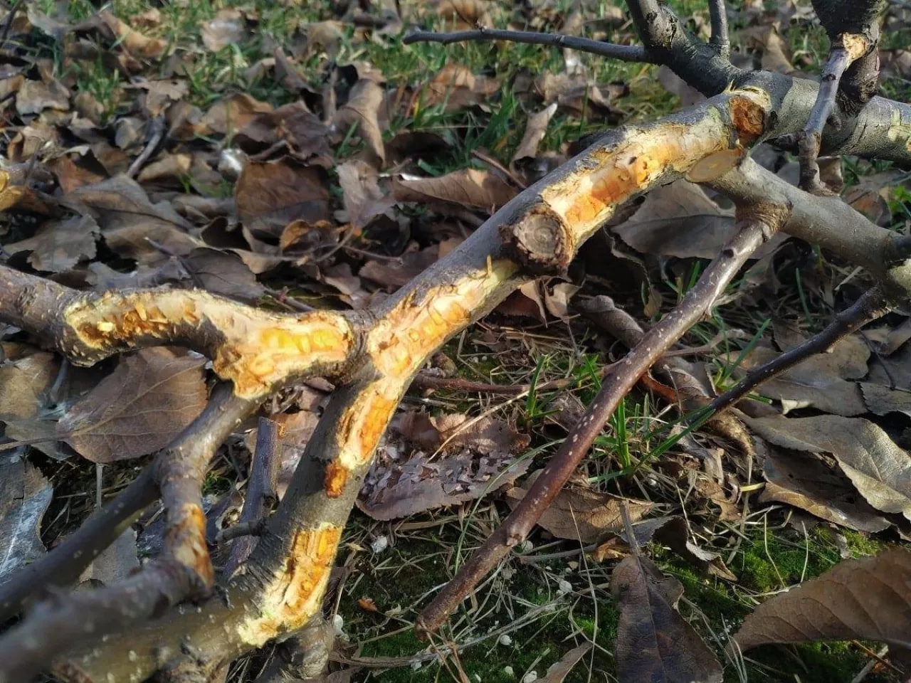 Efekty żerowania zająców w sadzie 2020