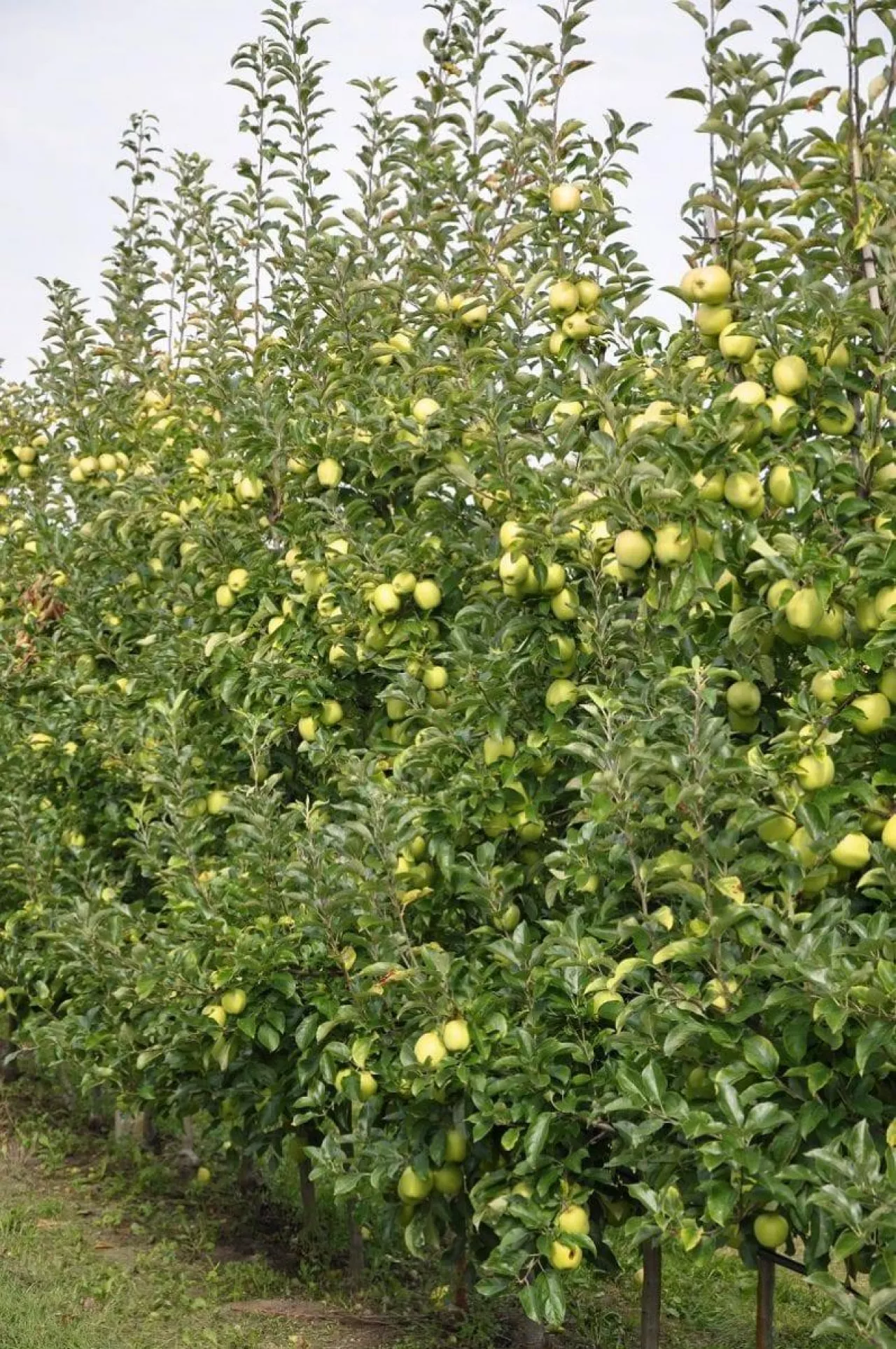 Sad jabłoniowy - podładki M9