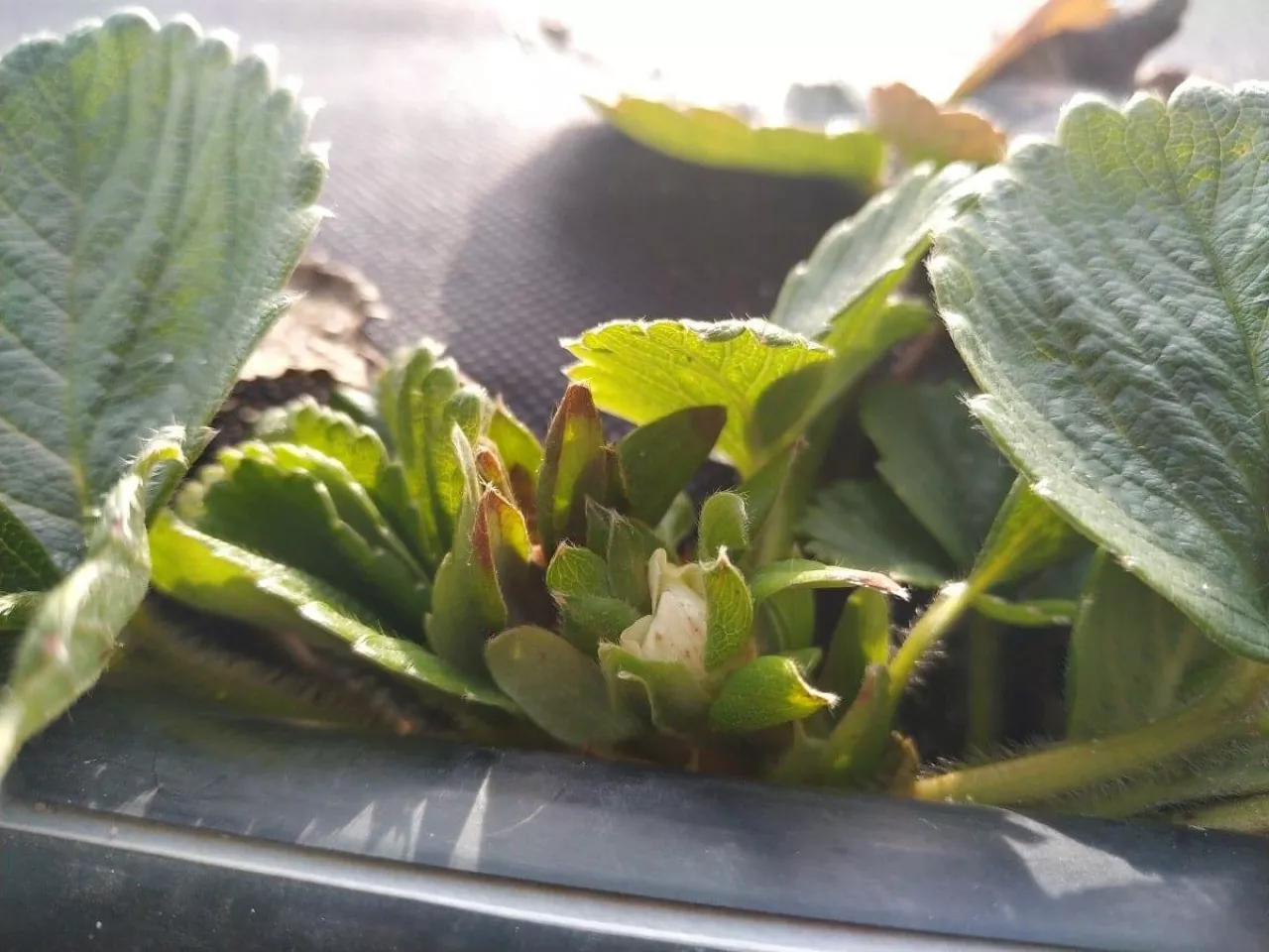 plantacja truskawek styczeń 2020