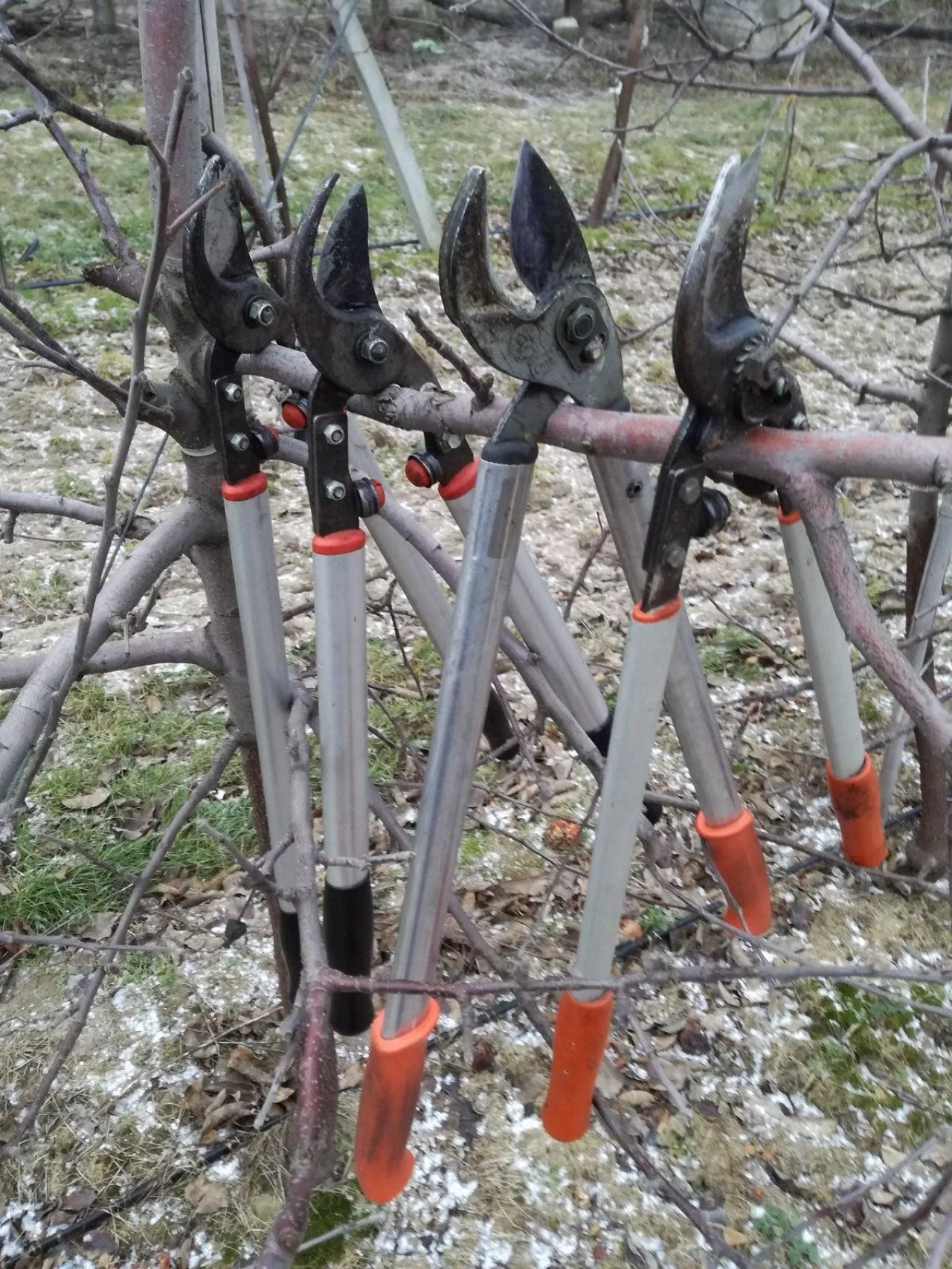 Zimowe cięcie drzew owocowych - sekatory