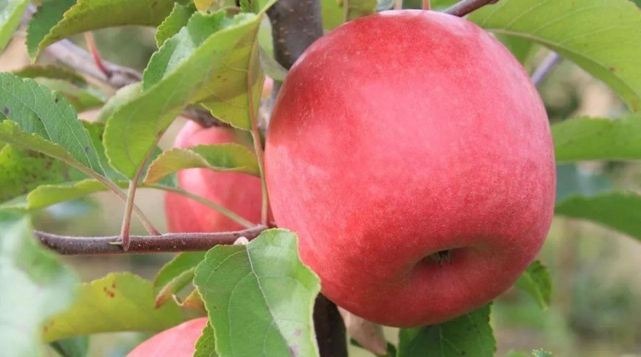 Jabłka odmiany Barnsby