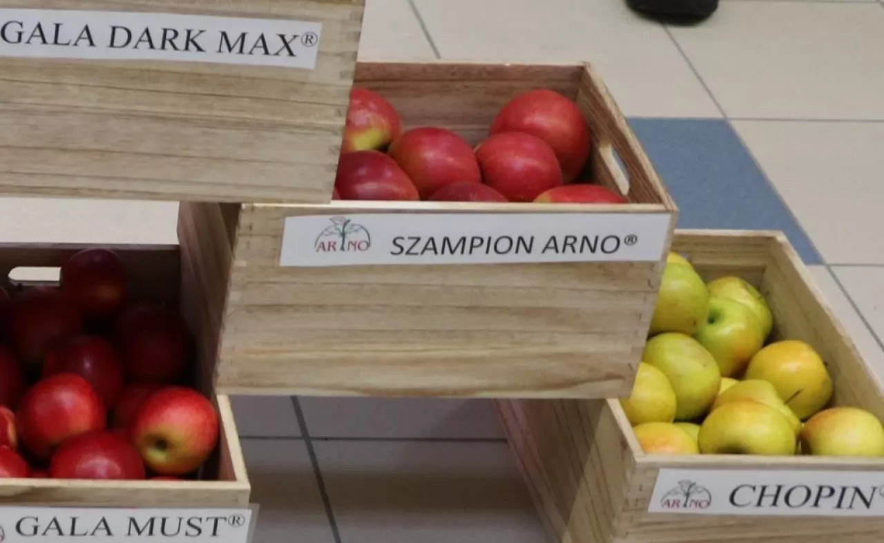 Jabłka odmiany Szampion Arno