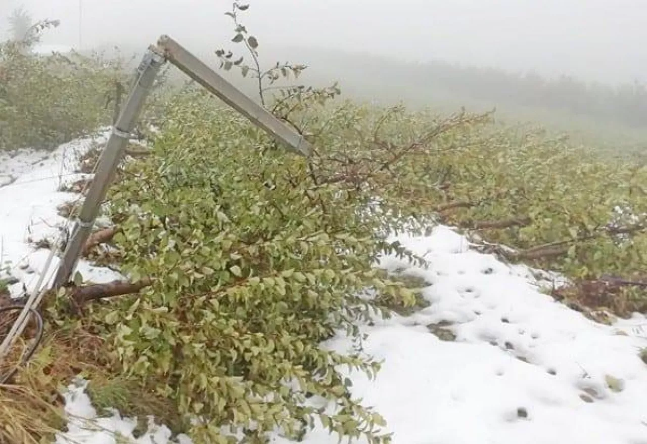 Śnieg w Trydenci zniszczył sady, powodzie w Toskanii - listopad 2019