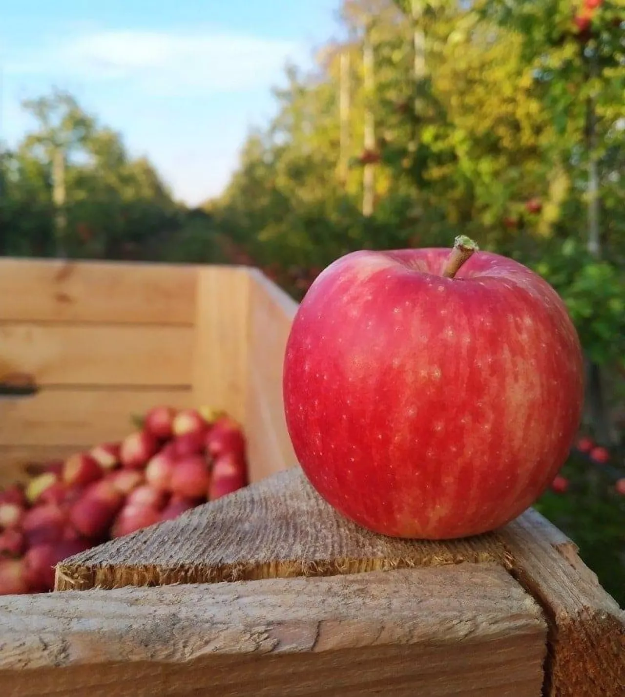 Polski sad - polskie sadownictwo