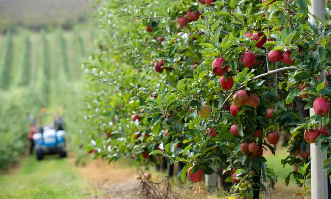 Zbiór jabłek w Wielkiej Brytanii