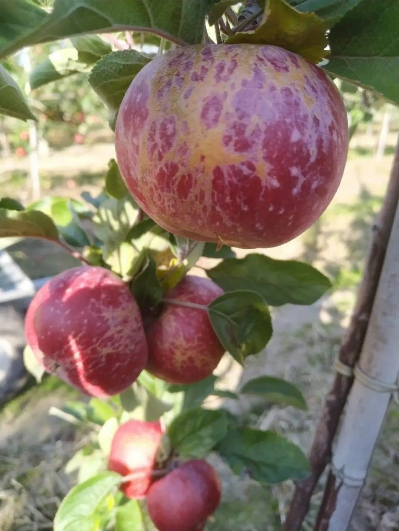 Słaba jakość odmiany Alwa - zbiory 2019