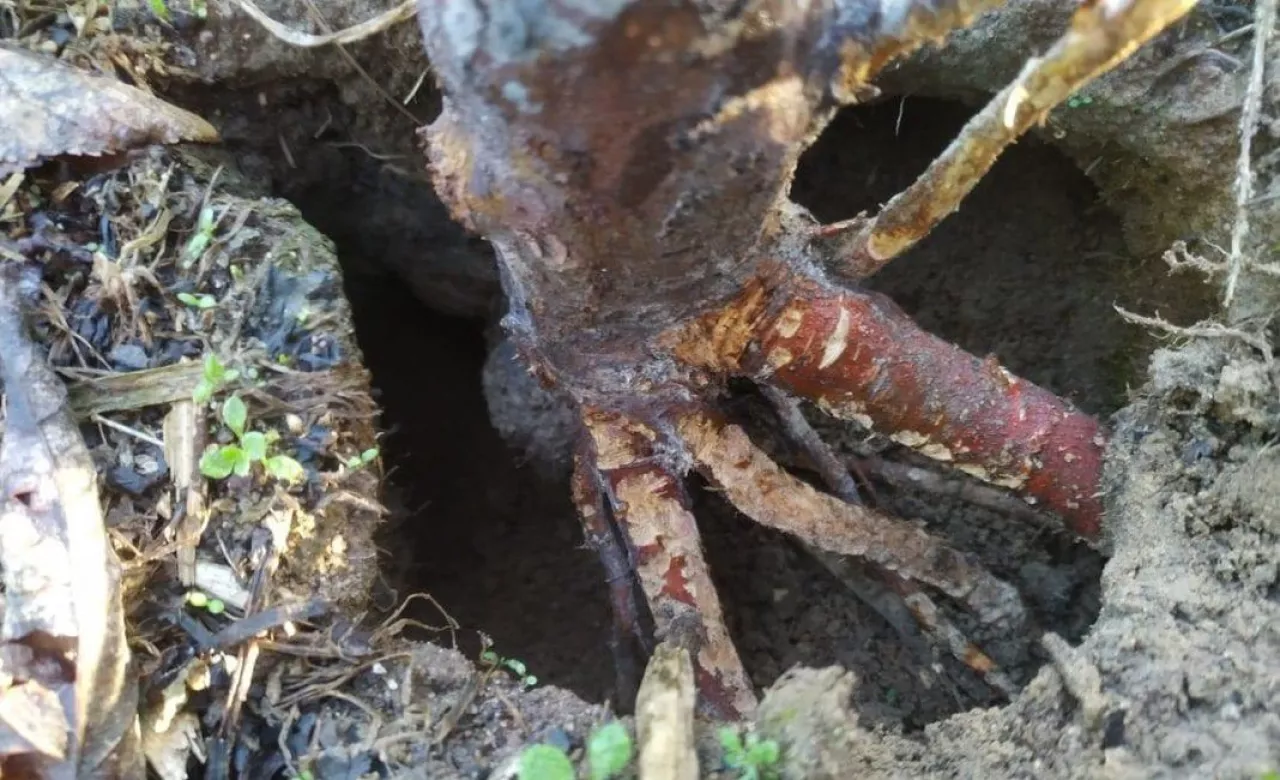 Efekt działań gryzoniow w sadzie