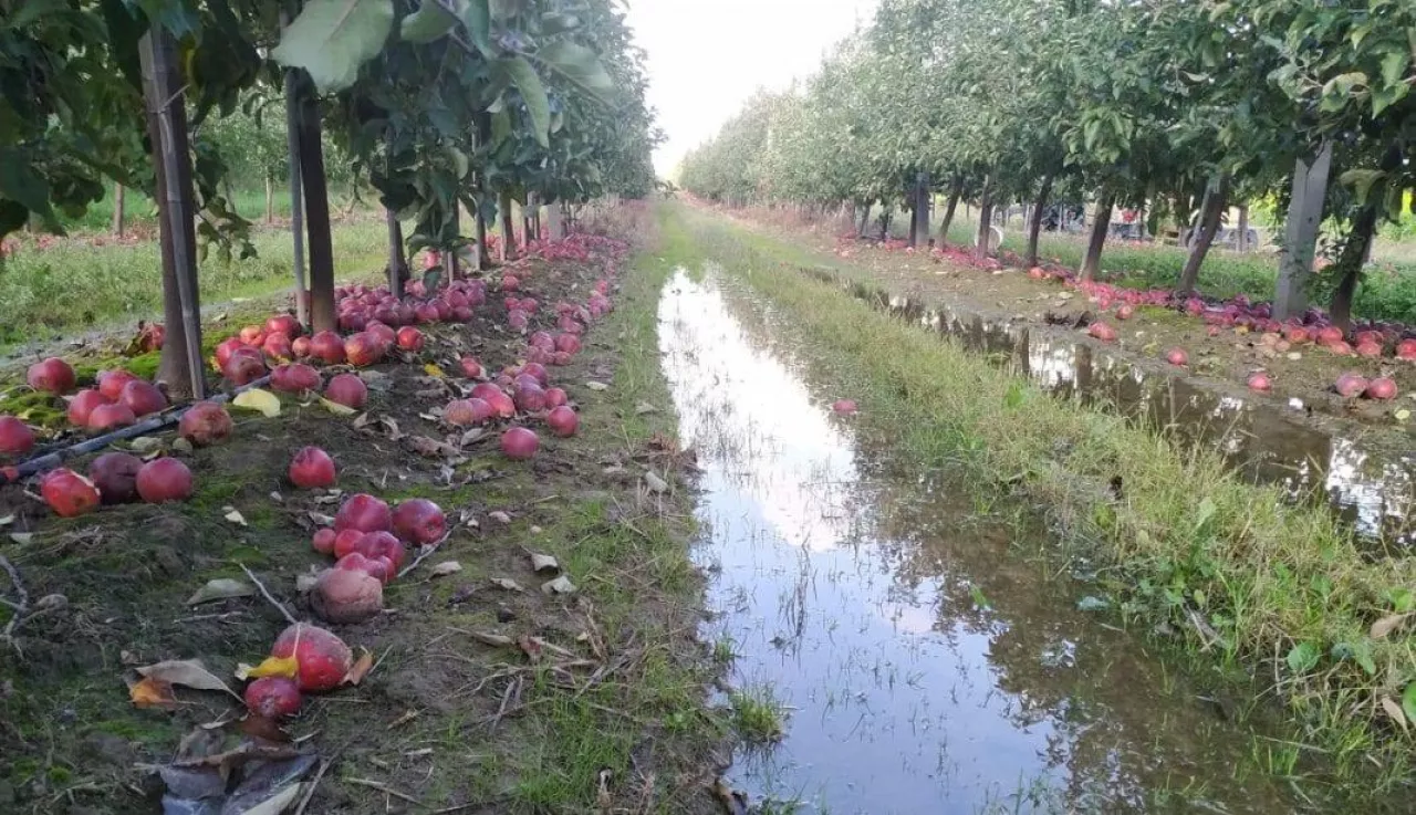 Jabłka przemysłowe - październik 2019