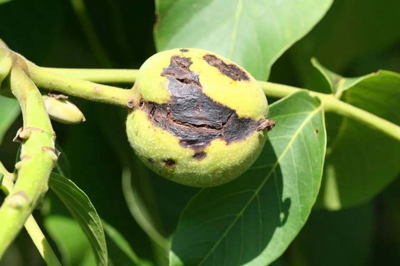 Antraknoza orzecha włoskiego - porażenie łupin orzechów