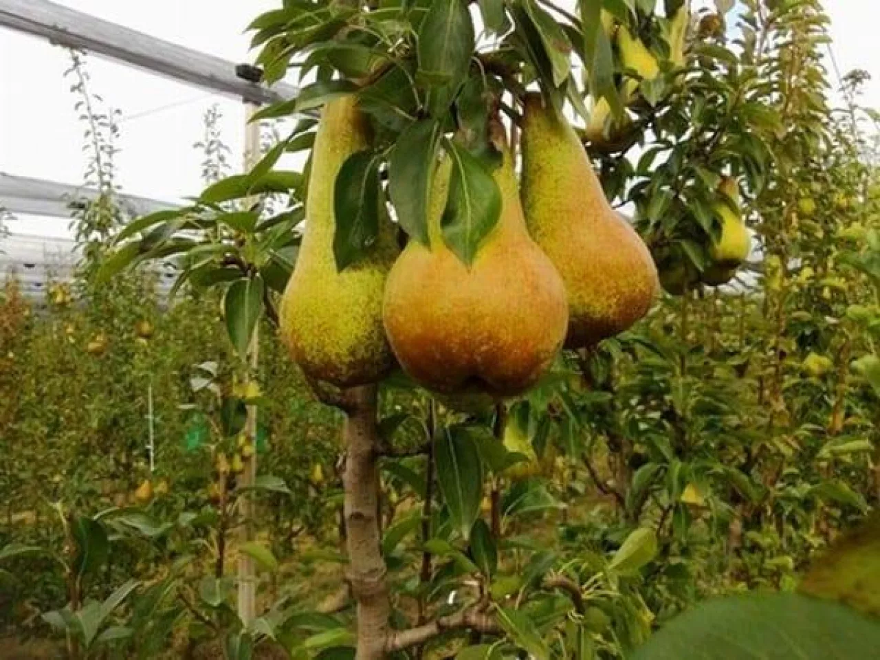 Włoski sad gruszowy