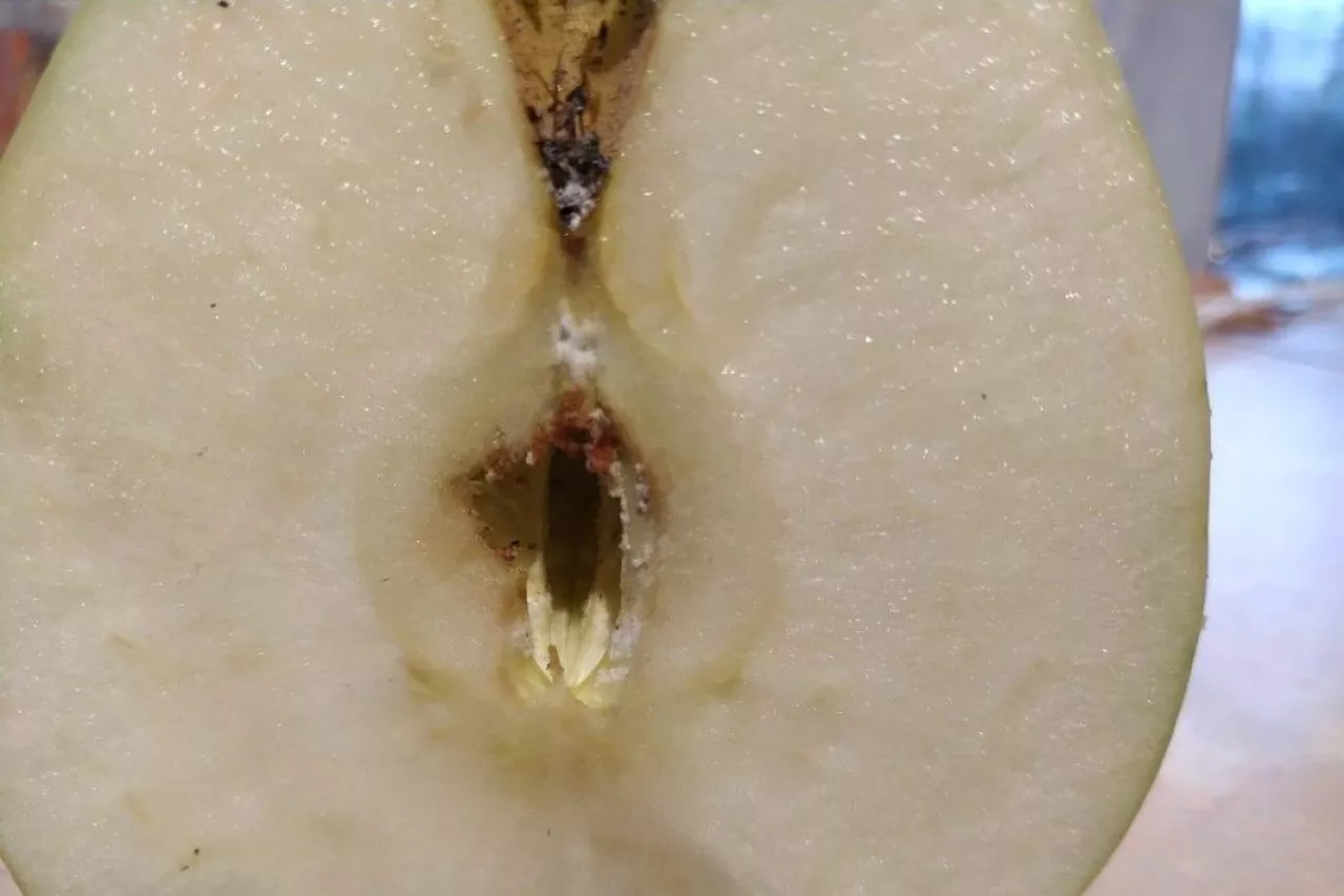 Partenokarpia - odmiana Ligol