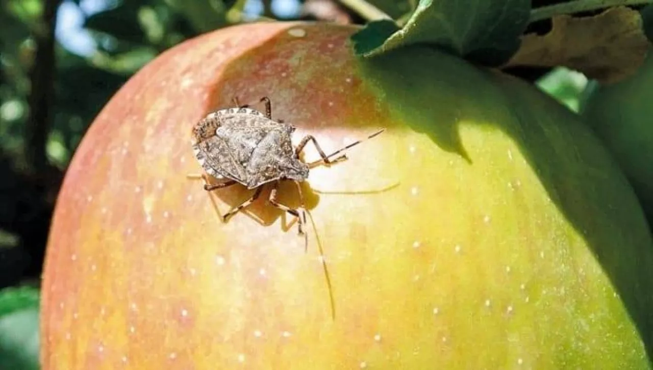Halyomorpha Halys - inwazyjny szkodnik
