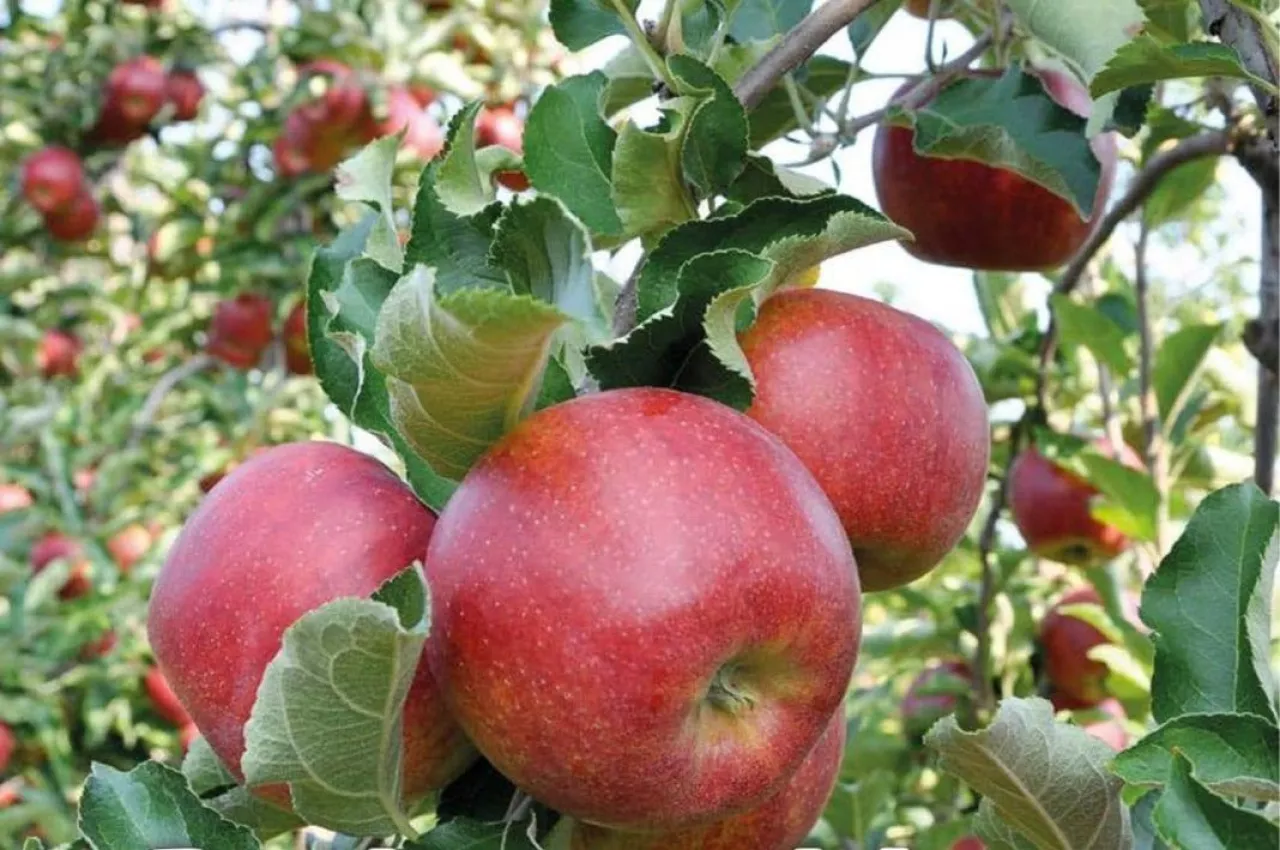 Jabłka w sadze - zbiory 2019