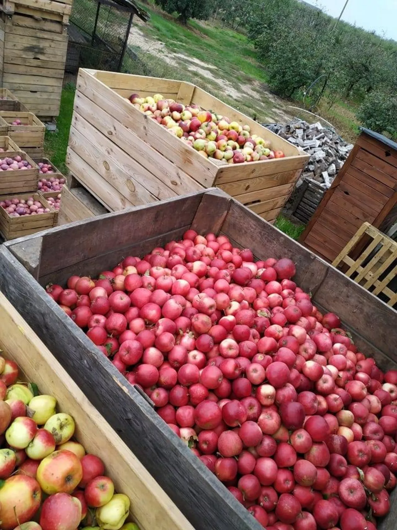 Jabłka przemysłowe