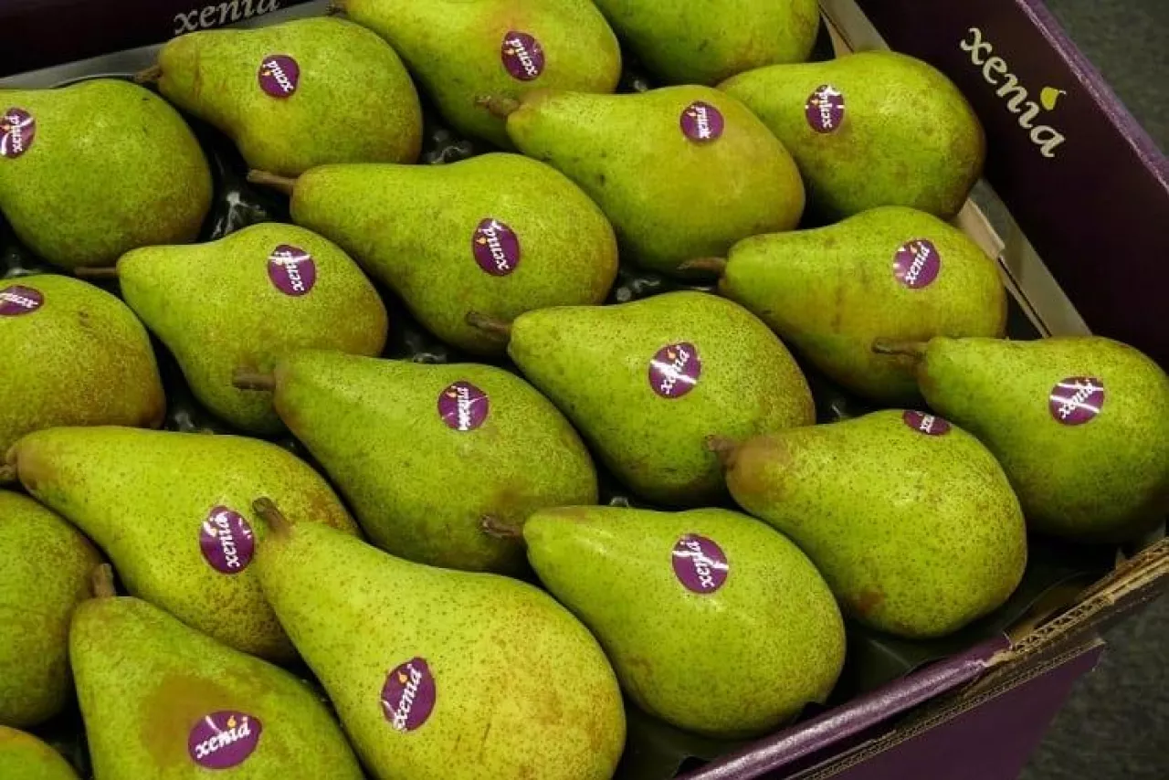 Gruszki xenia - Holandia