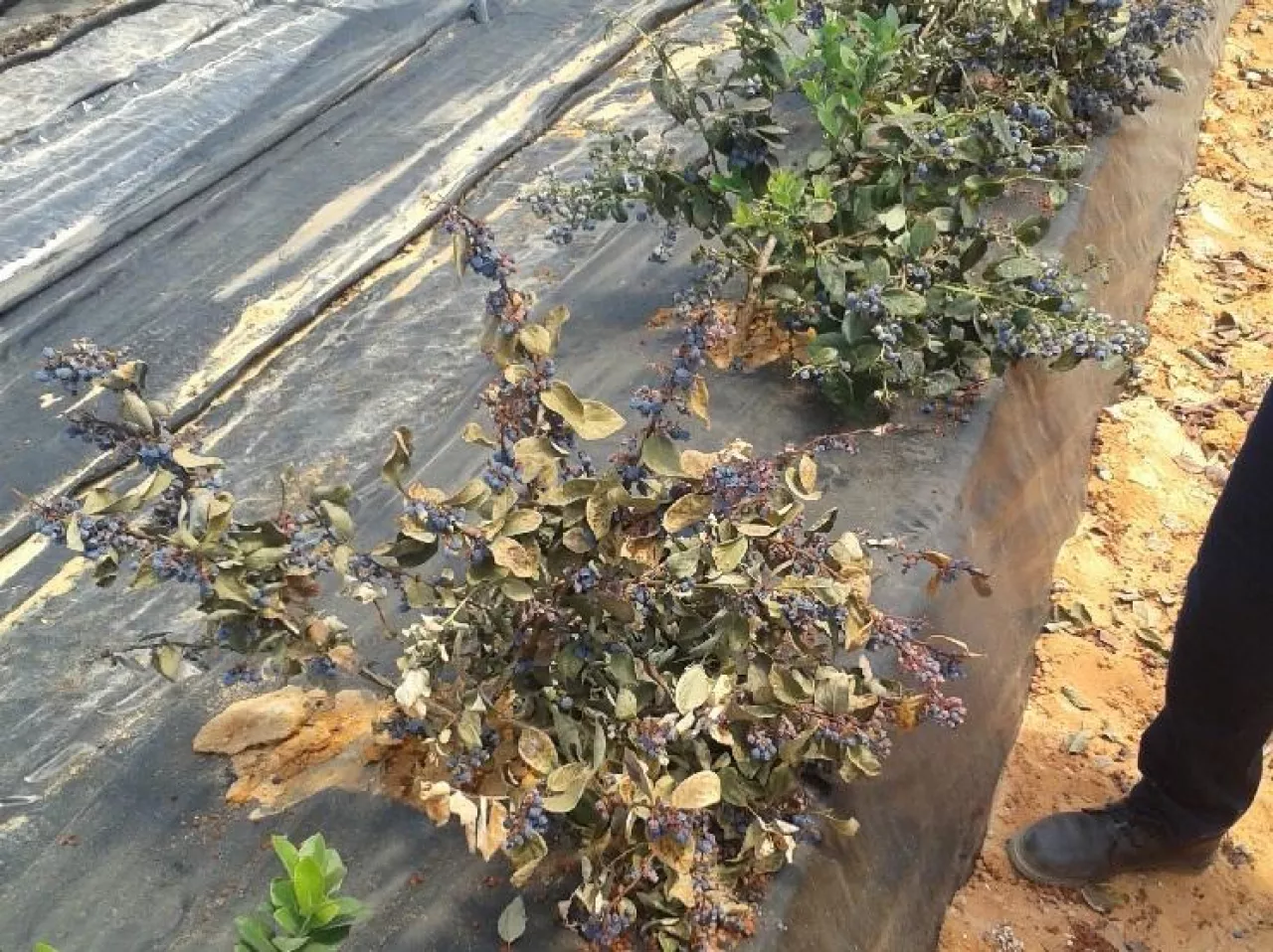 Znaleziono nową chorobę borówki wysokiej