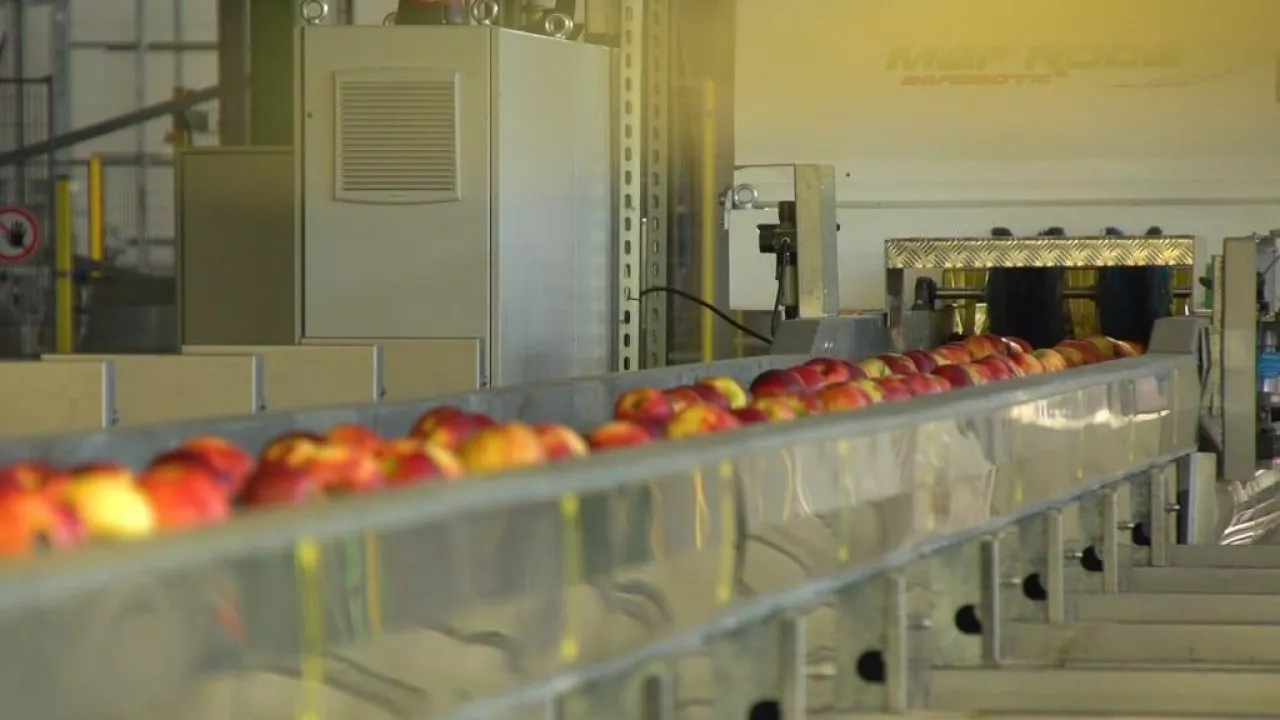 Ile kosztuje przygotowanie jabłka do sprzedaży?