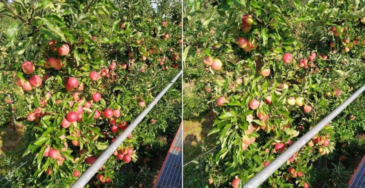 Odmiana Gala - zrywanie