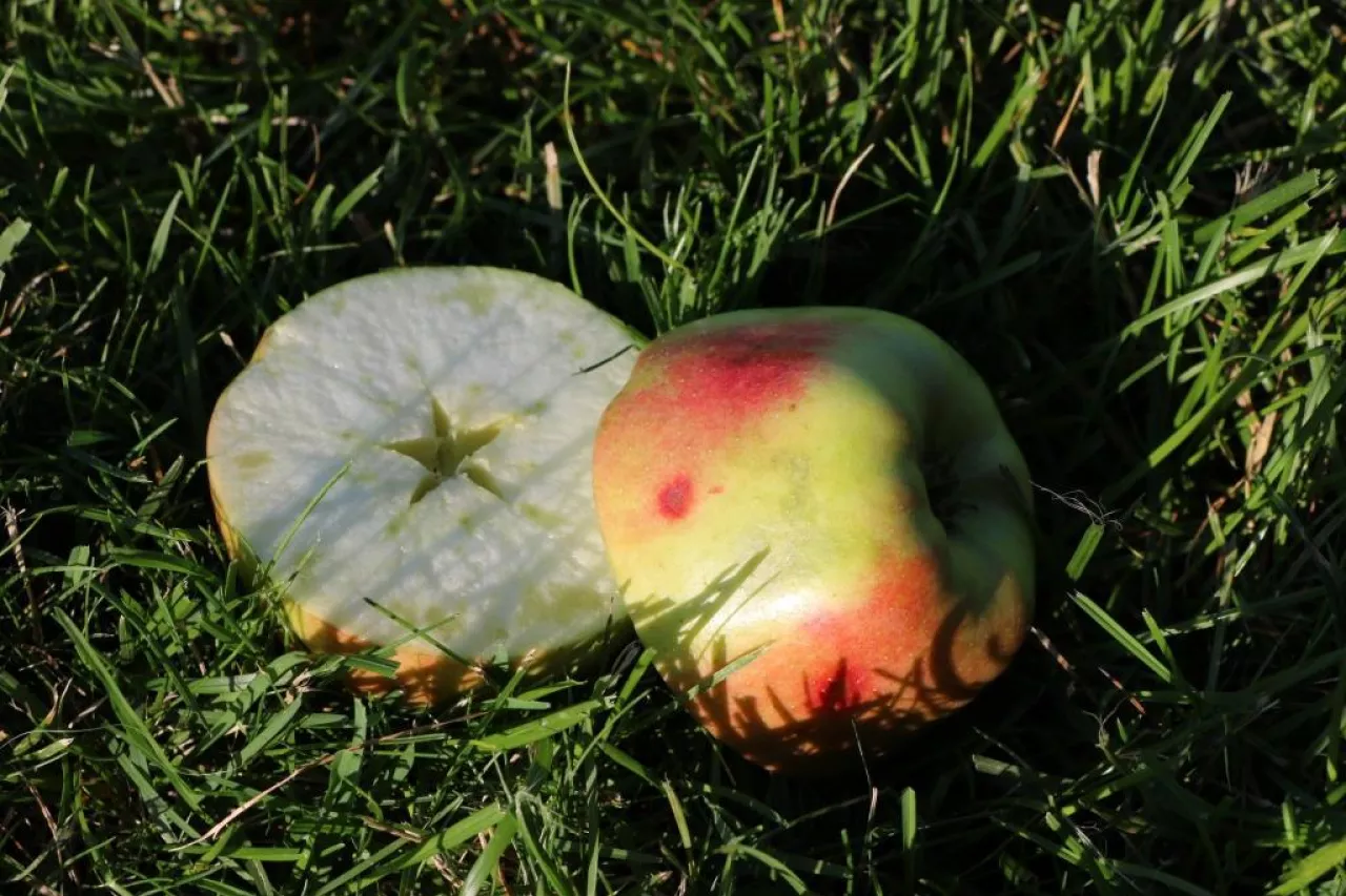 Objawy GPP i szklistości miąższy na ‘Szampionie‘