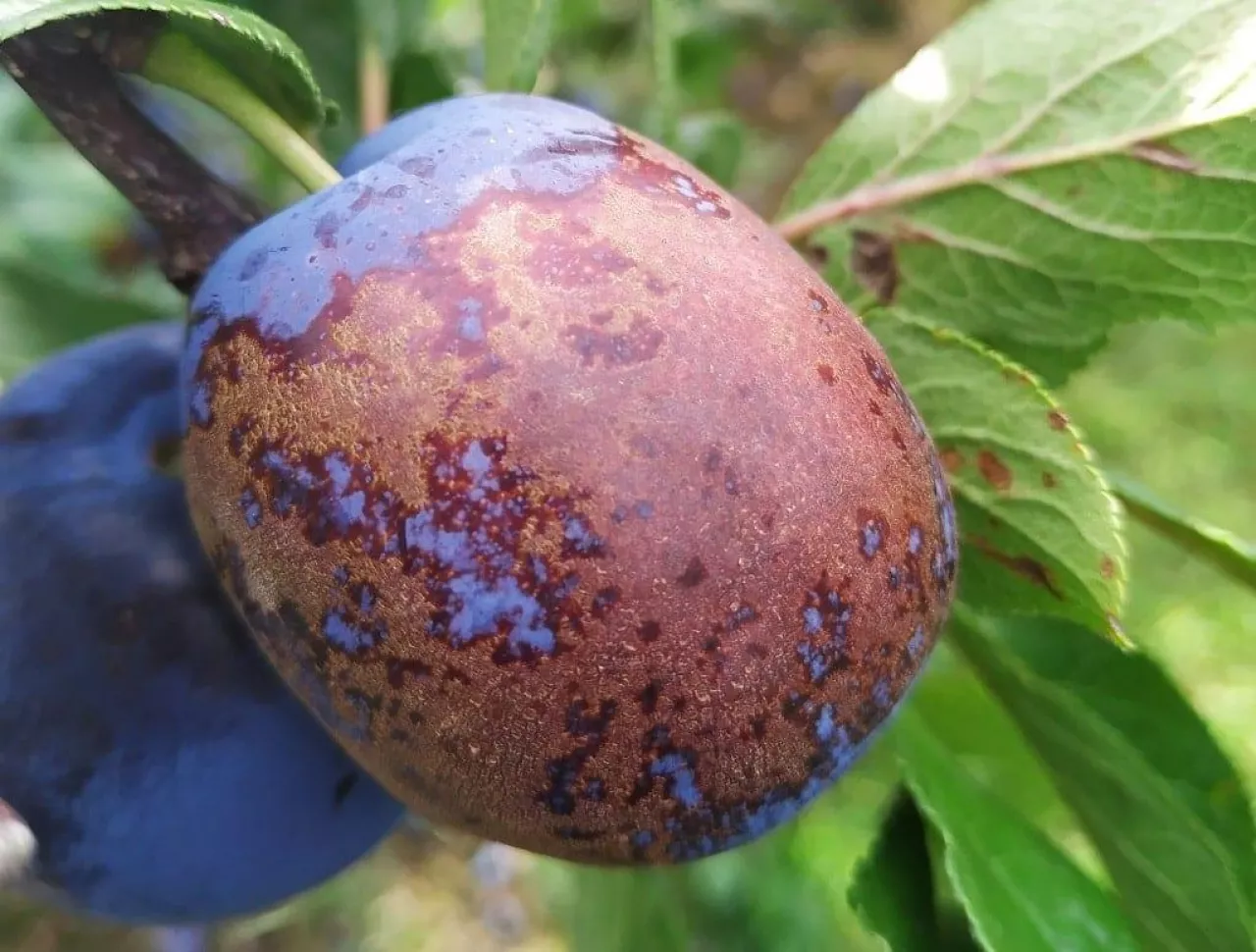 Ordzawione śliwki 2019