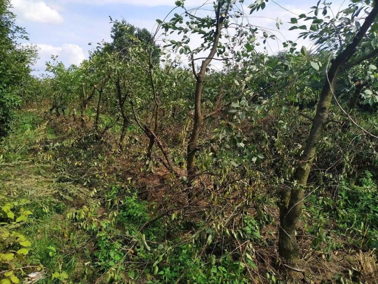 Odmładzanie sadu wiśniowego - sierpień 2019