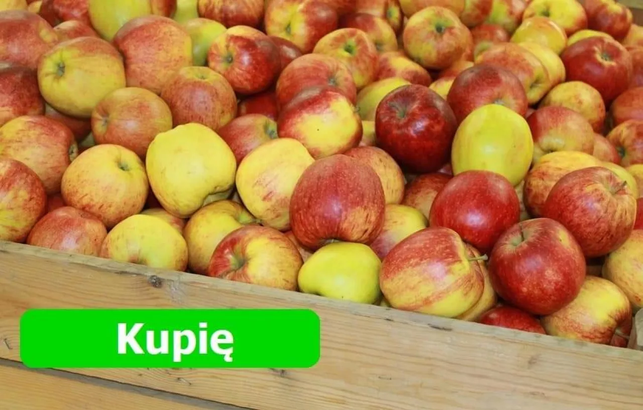 Kupię jabłka - czy taki będzie sezon 2019
