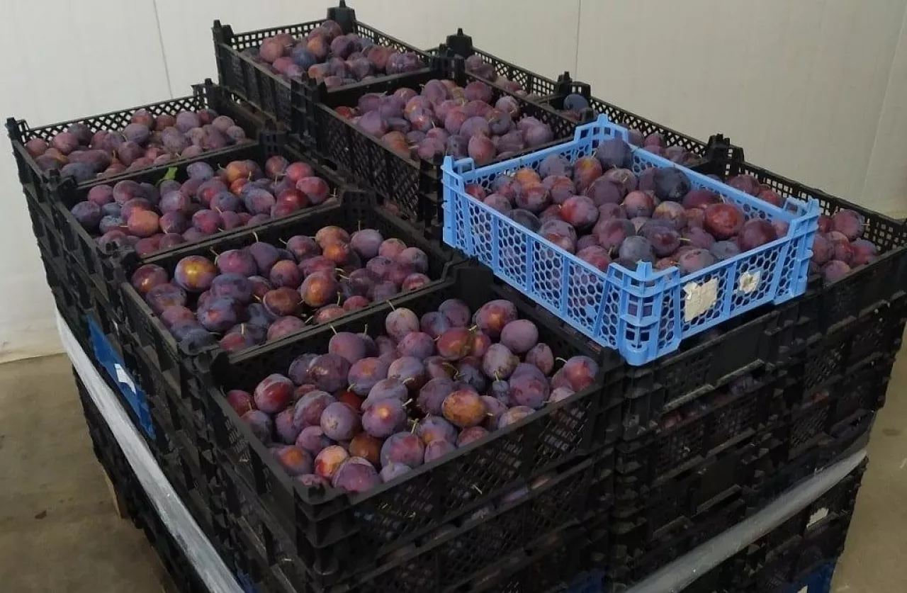 Śliwki na kilka dni do chłodni