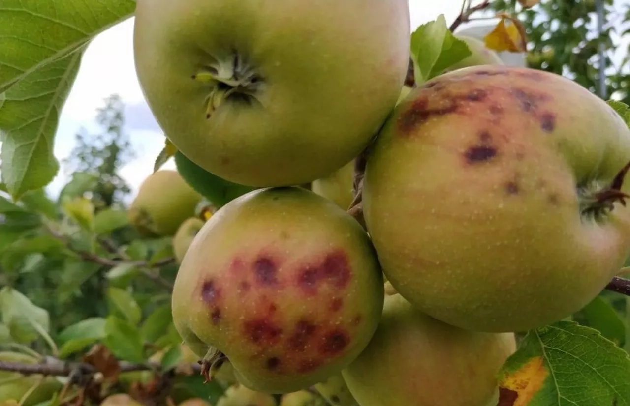 Korek na Sampionie - sierpień 2019