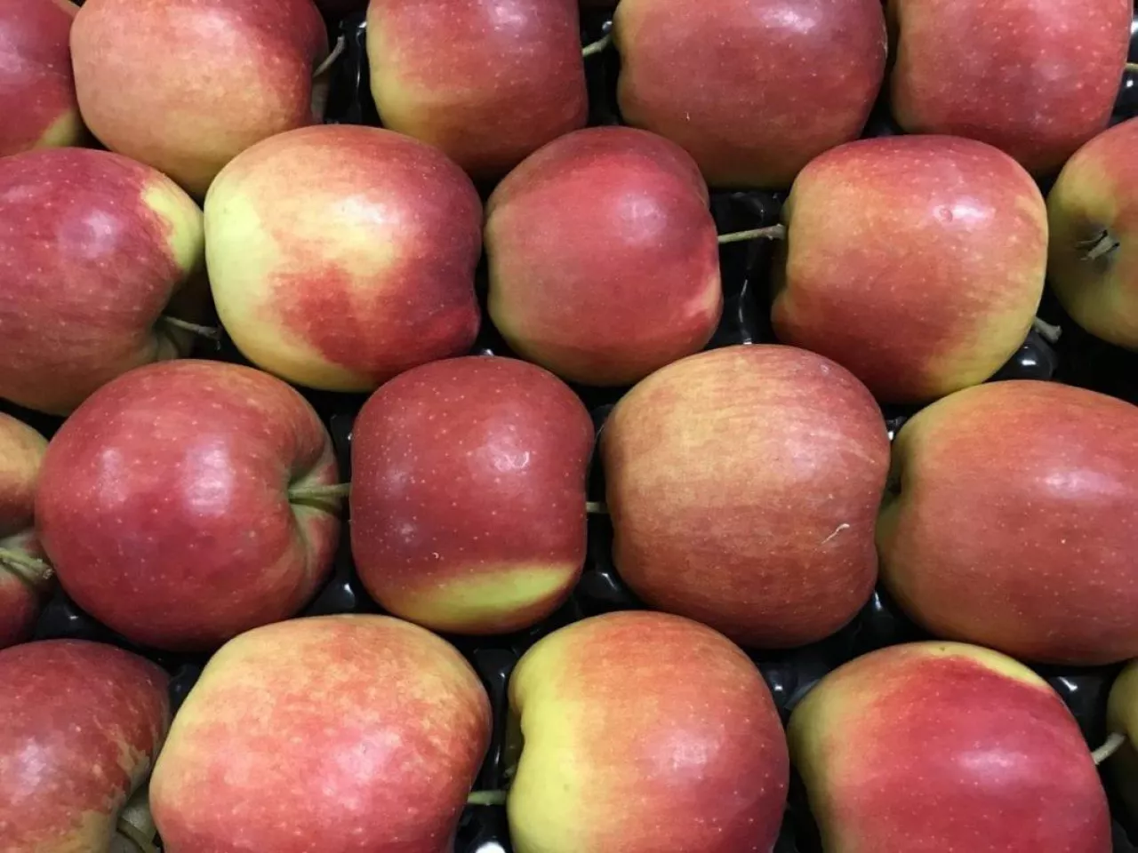 Pierwsza prognoza zbiorów 2019 w Holandii